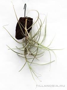 Tillandsia caerulea- szilfán