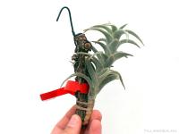 Tillandsia edithae}